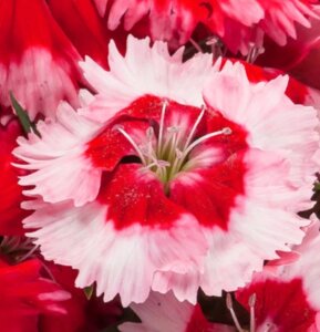 Гвоздика Венти Перфэа F1 Строберри Шейдс. 30 семян. Syngenta flowers. Компактный кустик. Красный цветок в белой канве