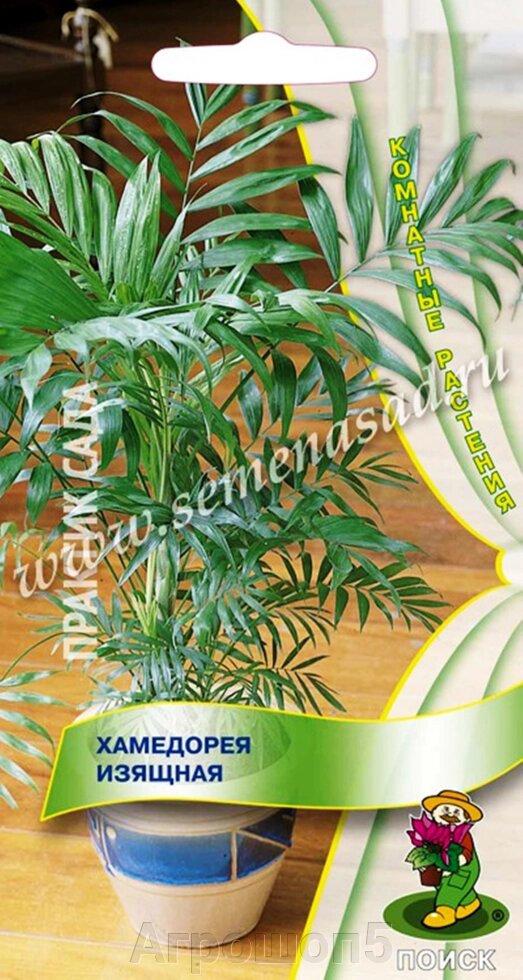 Хамедорея Изящная. 5 семян. Поиск. Кустовидная изящная и неприхотливая пальма высотой 1,5 метра от компании Агрошоп5 - фото 1