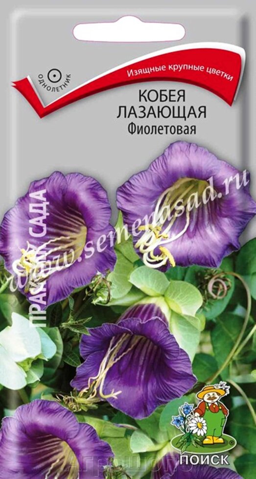 Кобея лазающая Фиолетовая. 5 семян. Поиск. Необычное вьющееся растение с крупными колокольчатыми фиолетовыми цветками от компании Агрошоп5 - фото 1