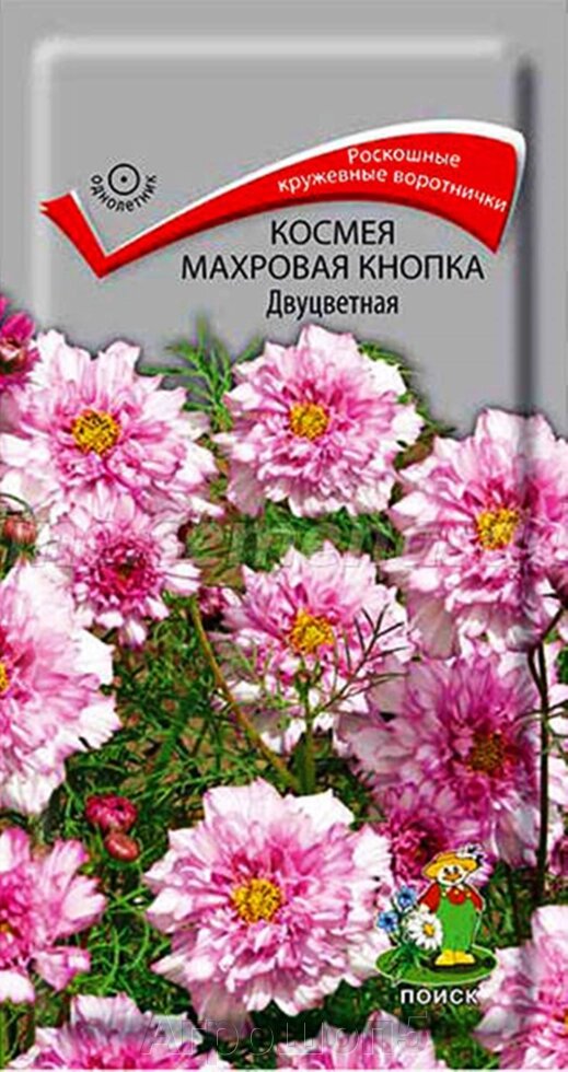 Космея Махровая кнопка Двуцветная. 0,1 грамма. Поиск. Крупные махровые розово-белые цветы от компании Агрошоп5 - фото 1