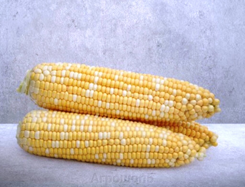 Кукуруза Майбико F1. 10 000 семян. Биколорный (желто-белый) среднеспелый (76…80 дней) гибрид суперсладкой кукурузы (sh2 от компании Агрошоп5 - фото 1