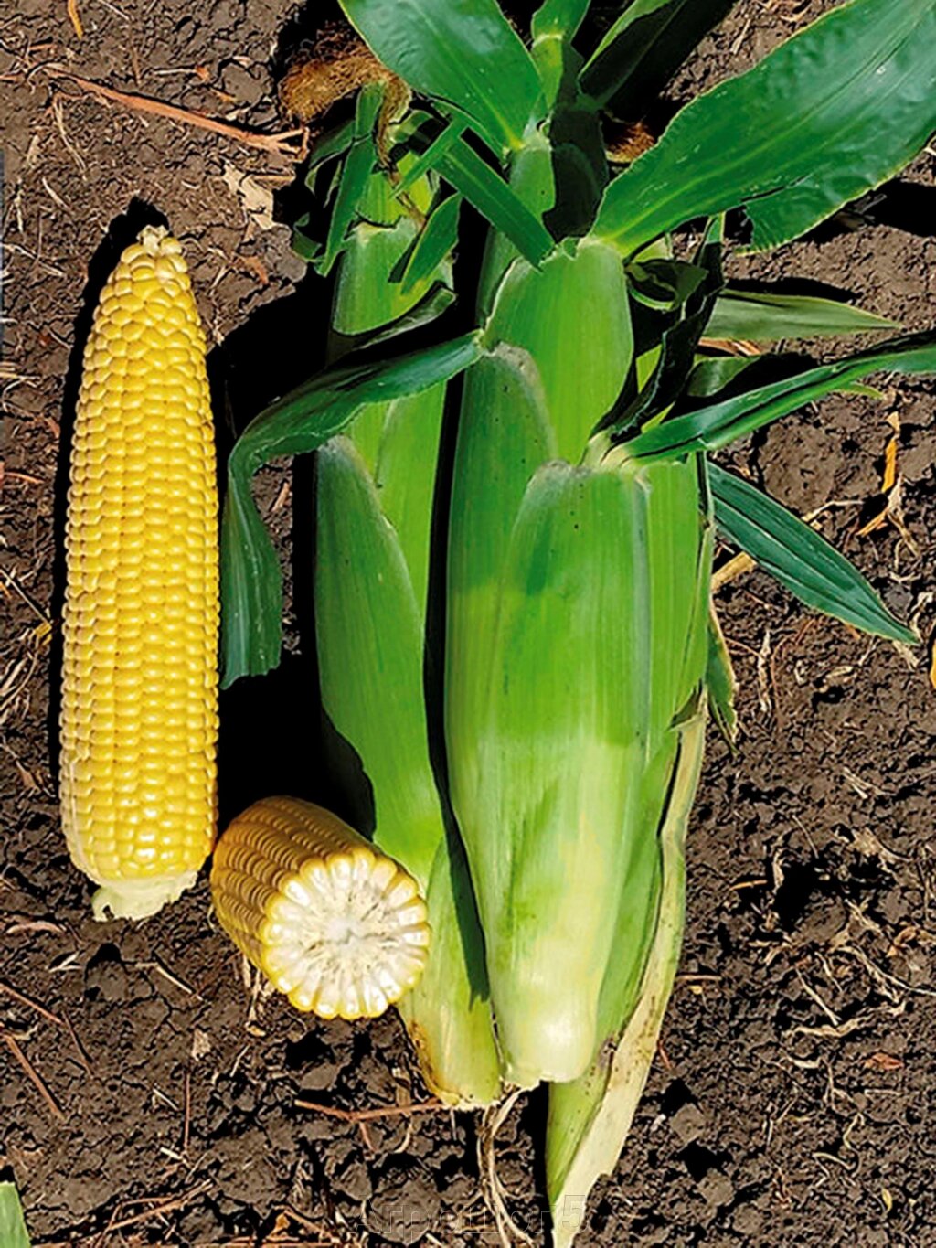Кукуруза сахарная Аргос F1. 100 семян. Супер-сладкий (Sh2) высокоурожайный гибрид сахарной кукурузы от компании Агрошоп5 - фото 1