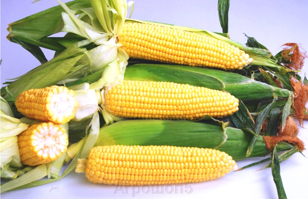 Кукуруза сладкая Ноа F1. 100 тысяч семян. Суперсладкая ранняя урожайная кукуруза от компании Агрошоп5 - фото 1