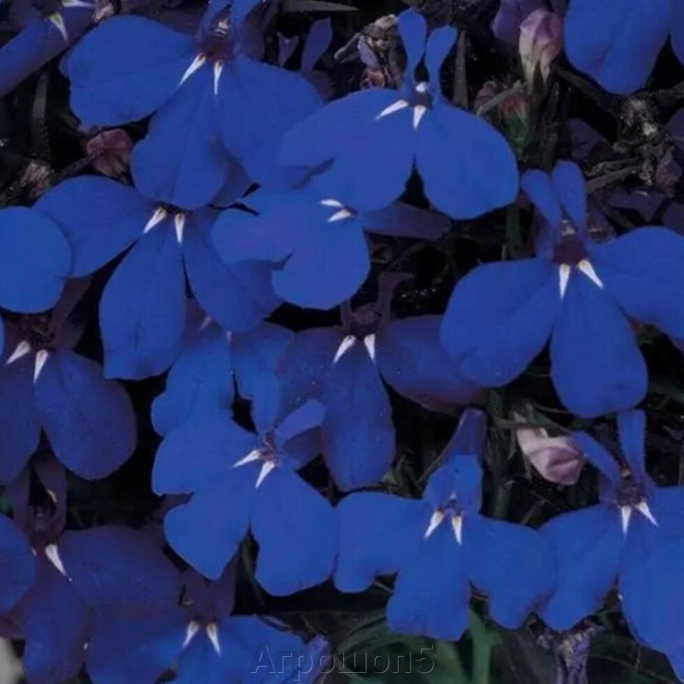 Лобелия Лобелия Ривьера Миднайт Блу. 50 семян. Elite Seed. Riviera Midnight Blue. Раннее и продолжительное цветение от компании Агрошоп5 - фото 1