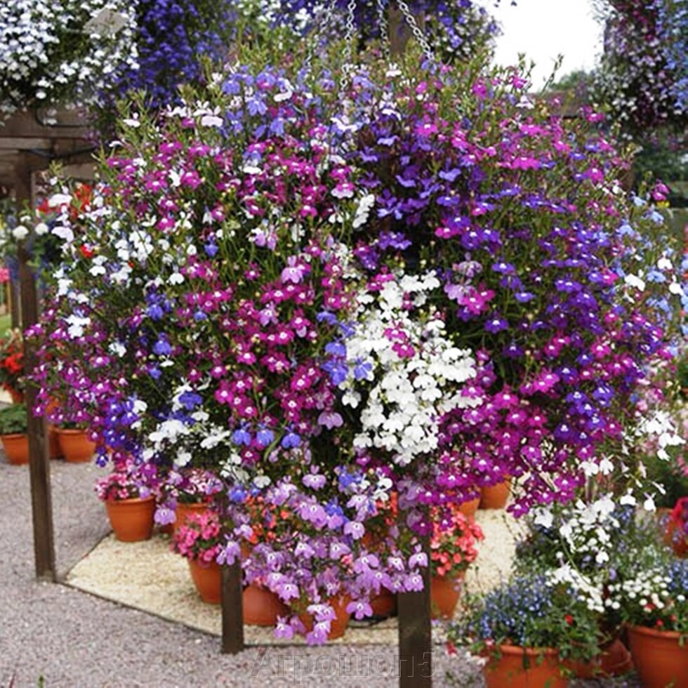 Каскадные цветы для сада фото и названия