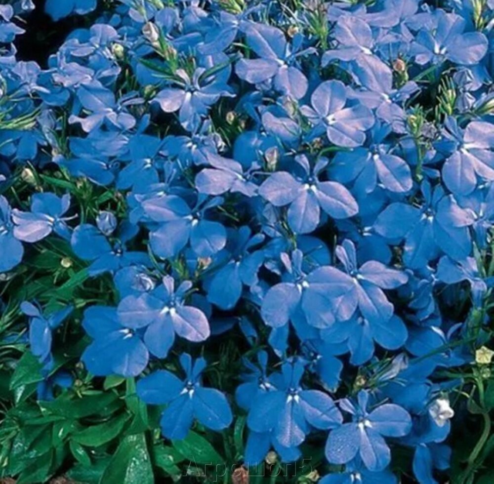 Лобелия Ривьера Скай Блу. 50 семян. Elite Seed. Riviera Sky Blue. Небольшое растение усеянное небесно-синими цветочками от компании Агрошоп5 - фото 1