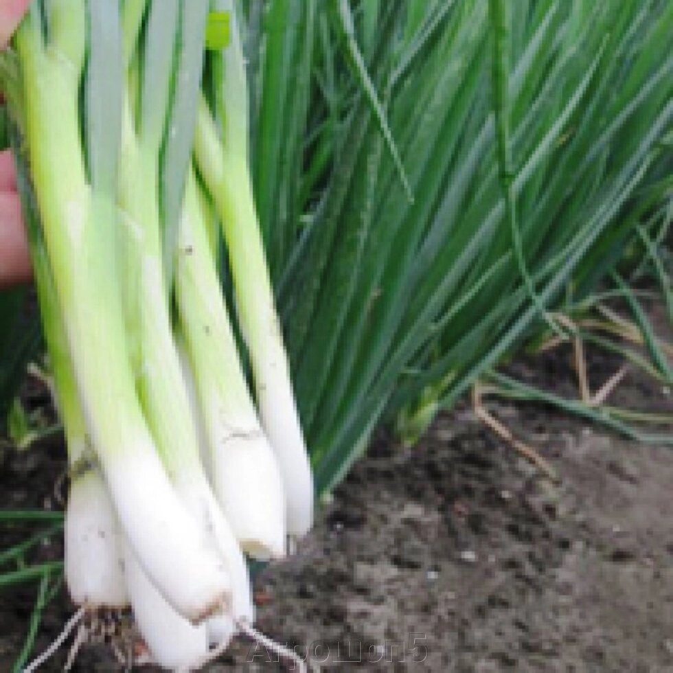 Лук Грин Баннер. 100 тысяч семян. Seminis. Голландия. Очень ранний лук на перо, период вегетации 40 дней ##от компании## Агрошоп5 - ##фото## 1