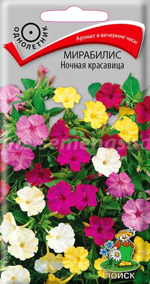 Мирабилис Ночная красавица. 2,5 грамма. Поиск. Смесь разнообразнейших расцветок от компании Агрошоп5 - фото 1