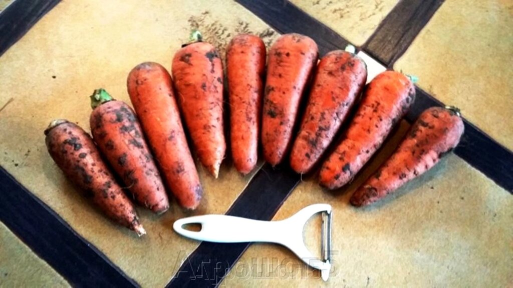 Морковь Абако F1. 1 млн. семян. Seminis. Голландия. Тип Шантанэ. 90...95 дней. Фракция 1,8...2,0. Профупаковка от компании Агрошоп5 - фото 1