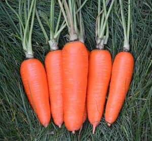 Морковь Аджанта F1. 1000 семян. Фр. 2,0-2,6. Гибрид моркови сортового типа Курода Шантанэ