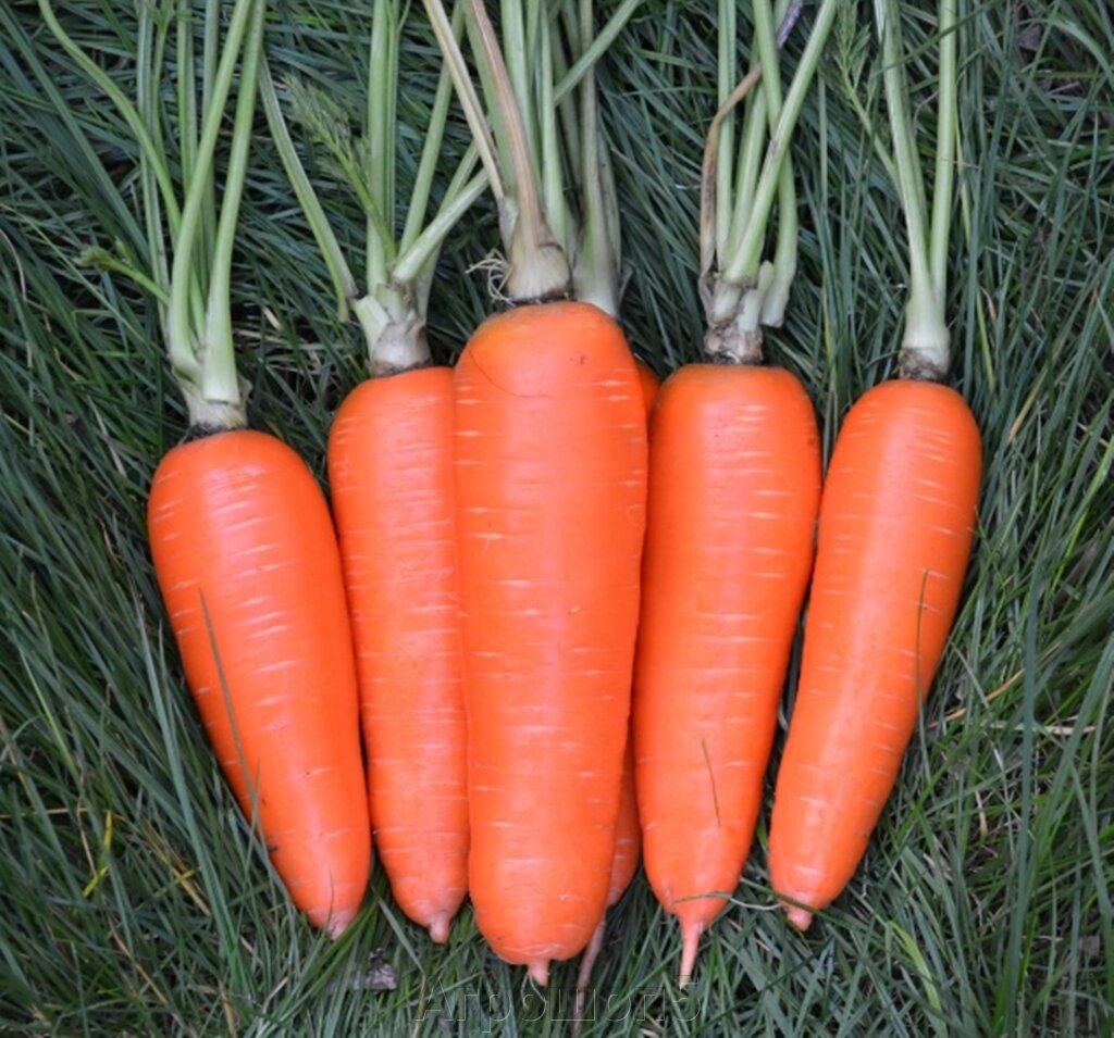 Морковь Аджанта F1. 200 тысяч семян. Фр 2,0-2,6. Гибрид моркови сортового типа Курода Шантанэ от компании Агрошоп5 - фото 1