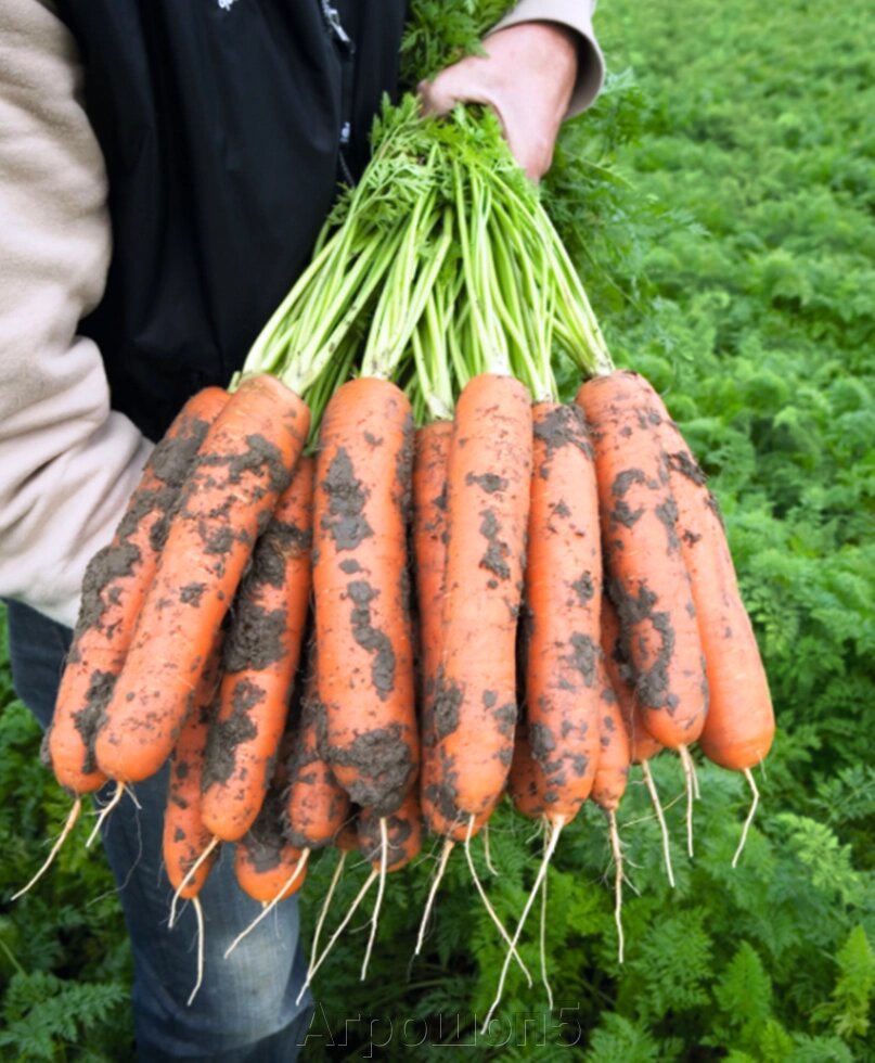 Морковь Балтимор F1. 10 тысяч семян. Bejo. Голландия. Урожайный гибрид моркови с красивым и сладким корнеплодом от компании Агрошоп5 - фото 1