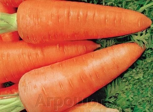 Морковь Кантербюри F1. 1 млн. сем. Bejo. Голландия. Шантанэ-Данверс. Позднеспелая урожайная. Фракция 1,6-1,8. Профупак. от компании Агрошоп5 - фото 1