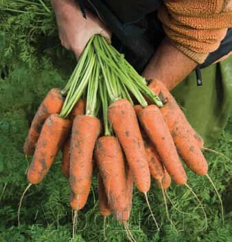 Морковь Кардифф F1. 1 млн. семян. Bejo. Голландия. Тип Шантанэ. Среднеспелая урожайная. Фракция 1,6-1,8. Профупаковка. от компании Агрошоп5 - фото 1