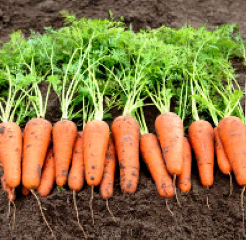 Морковь Кесена F1. 1 млн. семян. Bejo. Фр. 1,8-2,0. Ультраранняя морковь с ультра качественным корнеплодом. Тип Шантане от компании Агрошоп5 - фото 1