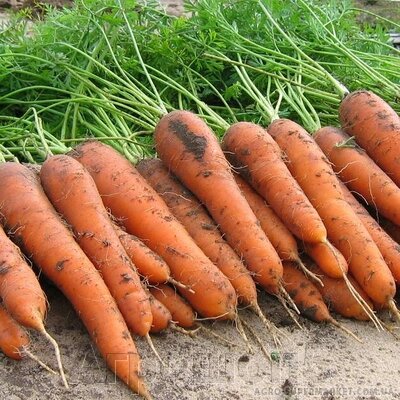 Морковь Колтан F1. 100 тыс. сем. Nunhems. Голландия. Тип Нантский. Среднеспелая, урожайная. Фракция 1,4-1,6. Профупак. от компании Агрошоп5 - фото 1