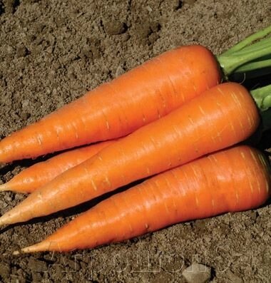 Морковь Кордоба F1. 1 млн. семян. Bejo. Голландия. Тип Шантанэ. Раннеспелая урожайная. Фракция 1,8-2,0. Профупаковка. от компании Агрошоп5 - фото 1