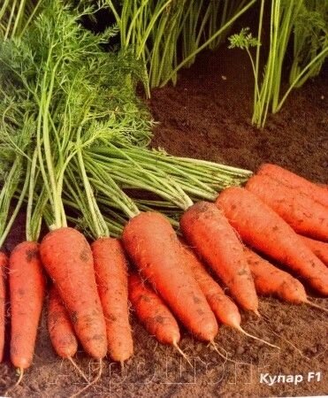 Морковь Купар F1. 1 млн. семян. Bejo. Тип Шантанэ. Среднеспелая урожайная. Фракция 1,8-2,0. Профупаковка. от компании Агрошоп5 - фото 1