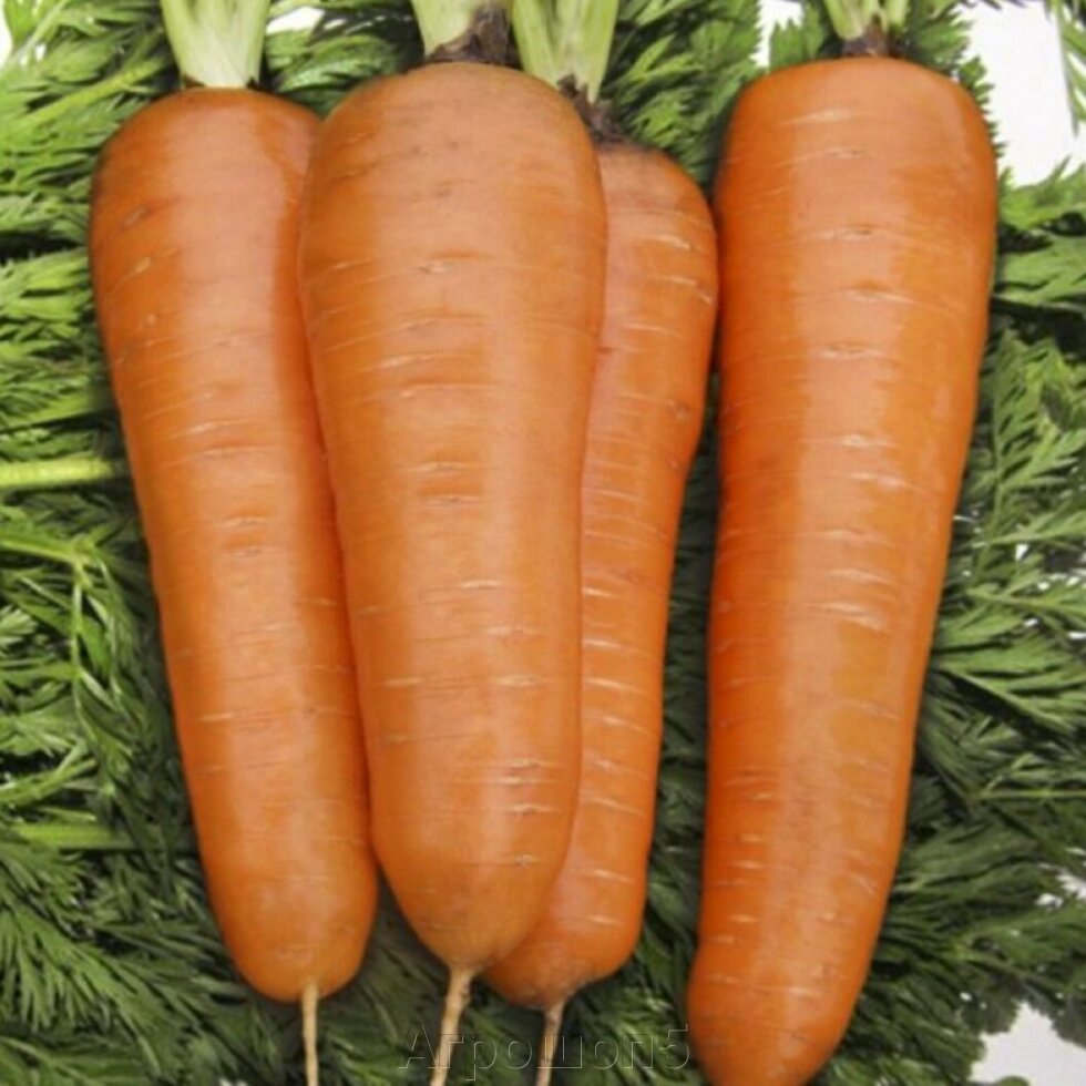 Морковь Курода Шантанэ. 0,5 кг. Nongwoo Bio. Среднеранний сорт моркови. Сортовой тип Шантанэ. Созревание ~ 100 дней от компании Агрошоп5 - фото 1