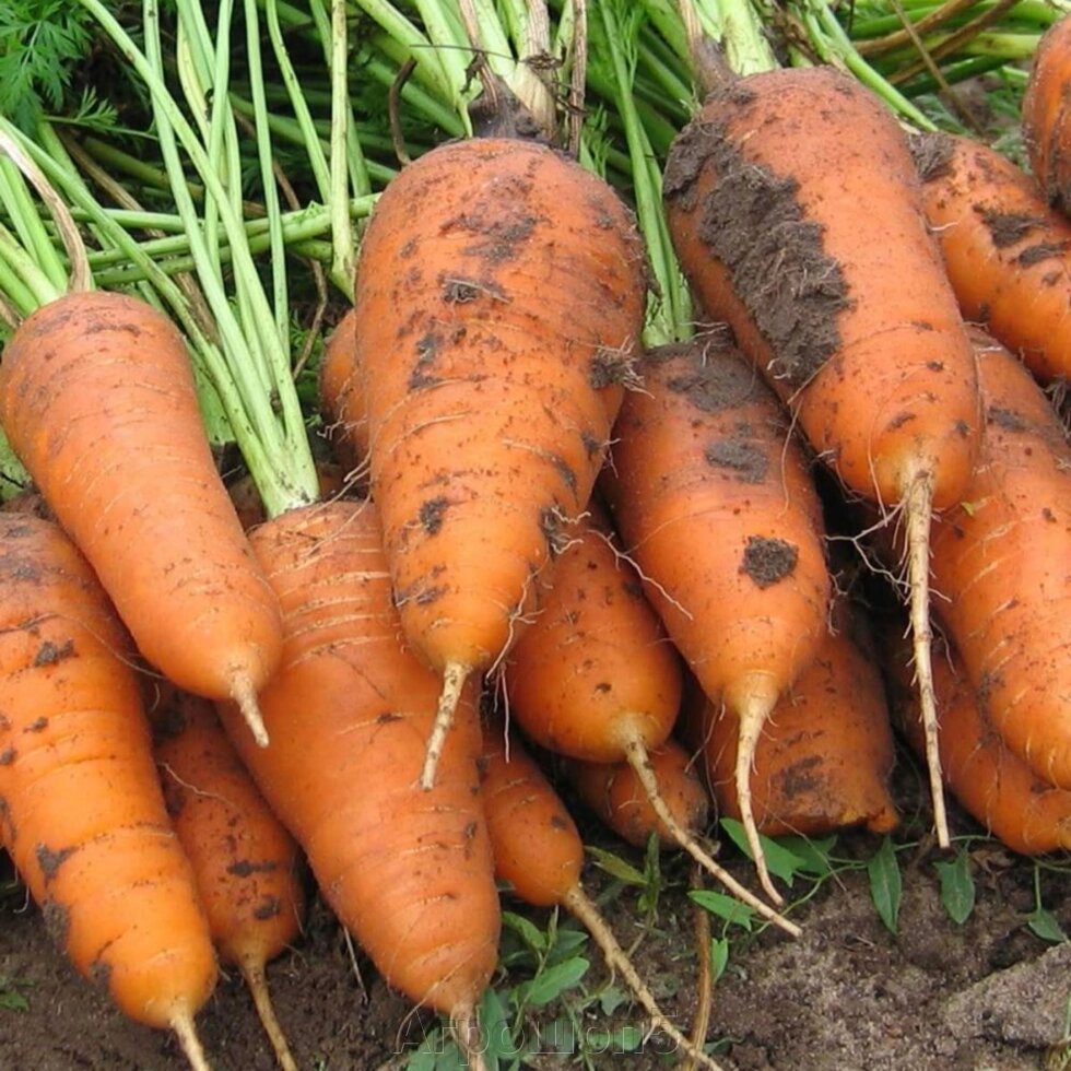 Морковь Курода Шантанэ. 1 кг. Sakata. Среднеранняя морковь сортового типа Шантанэ. Созревание ~ 100 дней от компании Агрошоп5 - фото 1
