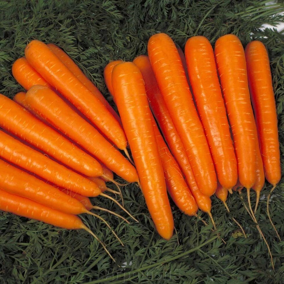 Морковь Лагуна F1. 100 000 семян (калибр 1,8-2,0). Nunhems. Ультра ранний стандарт для рынка. Нантский тип. от компании Агрошоп5 - фото 1