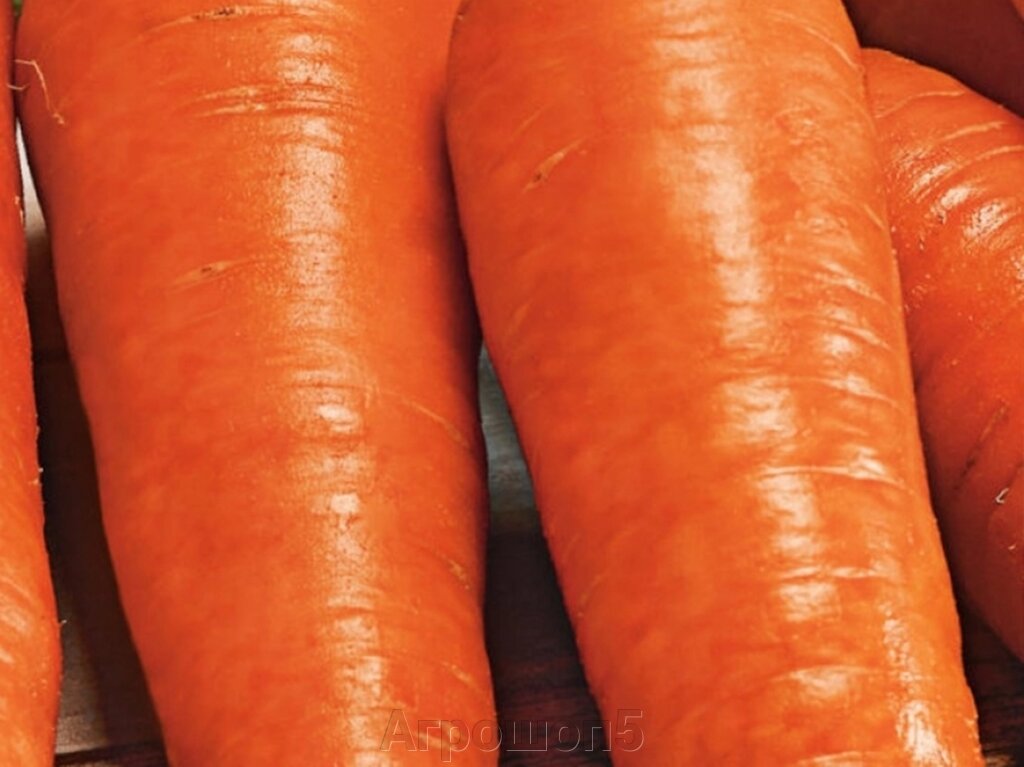 Морковь Ред Кор. 0,5 кг. Sakata. Средне-поздняя морковь сортотипа Шантане. Срок созревания 100 дней ##от компании## Агрошоп5 - ##фото## 1