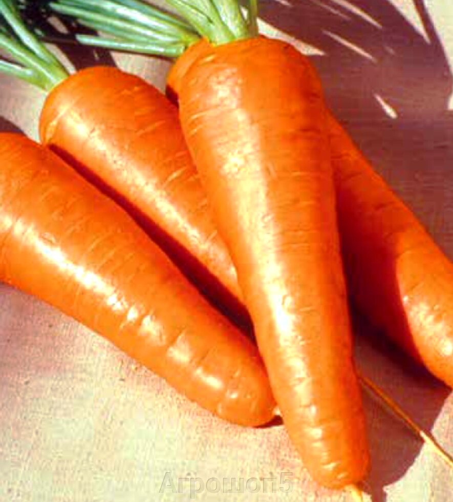Морковь Ред Коред. 10 грамм. Lark Seeds. Средне-ранняя сортовая морковь тип Шантанэ. Фасовка от компании Агрошоп5 - фото 1