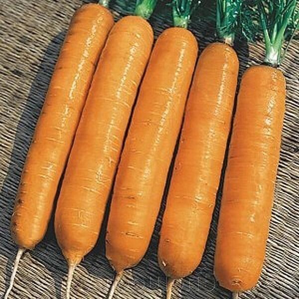 Морковь Самсон. 50 гр. Bejo. Голландия. Нантский тип. Среднеспелая урожайная сортовая морковь. Профупаковка. от компании Агрошоп5 - фото 1