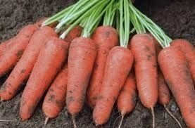 Морковь Санта Круз F1. 200 тыс. семян. Seminis. Голландия. Тип Шантанэ. Раннеспелый урожайный гибрид. Профупаковка. от компании Агрошоп5 - фото 1
