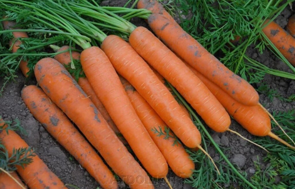 Морковь Сатурно F1. 100 000 семян. Clause. Самая ранняя морковь на рынке. от компании Агрошоп5 - фото 1