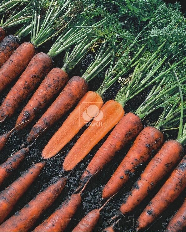 Морковь Терракота F1.250 тыс семян. Takii Seed. Япония. Тип Курода. Раннеспелый урожайный гибрид моркови. Профупаковка. от компании Агрошоп5 - фото 1