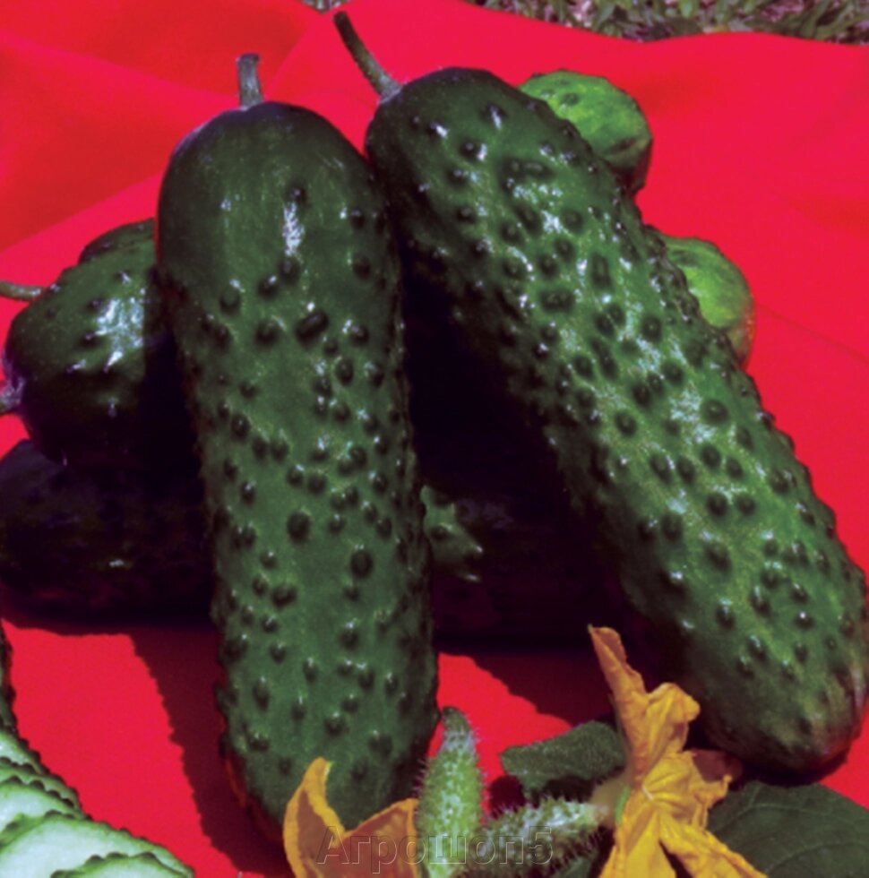 Огурец Абсолют | Арап F1. 50 семян. Nongwoo Bio. Раннеспелый партенокарпик для теплиц с высокой урожайностью. Фасовка от компании Агрошоп5 - фото 1