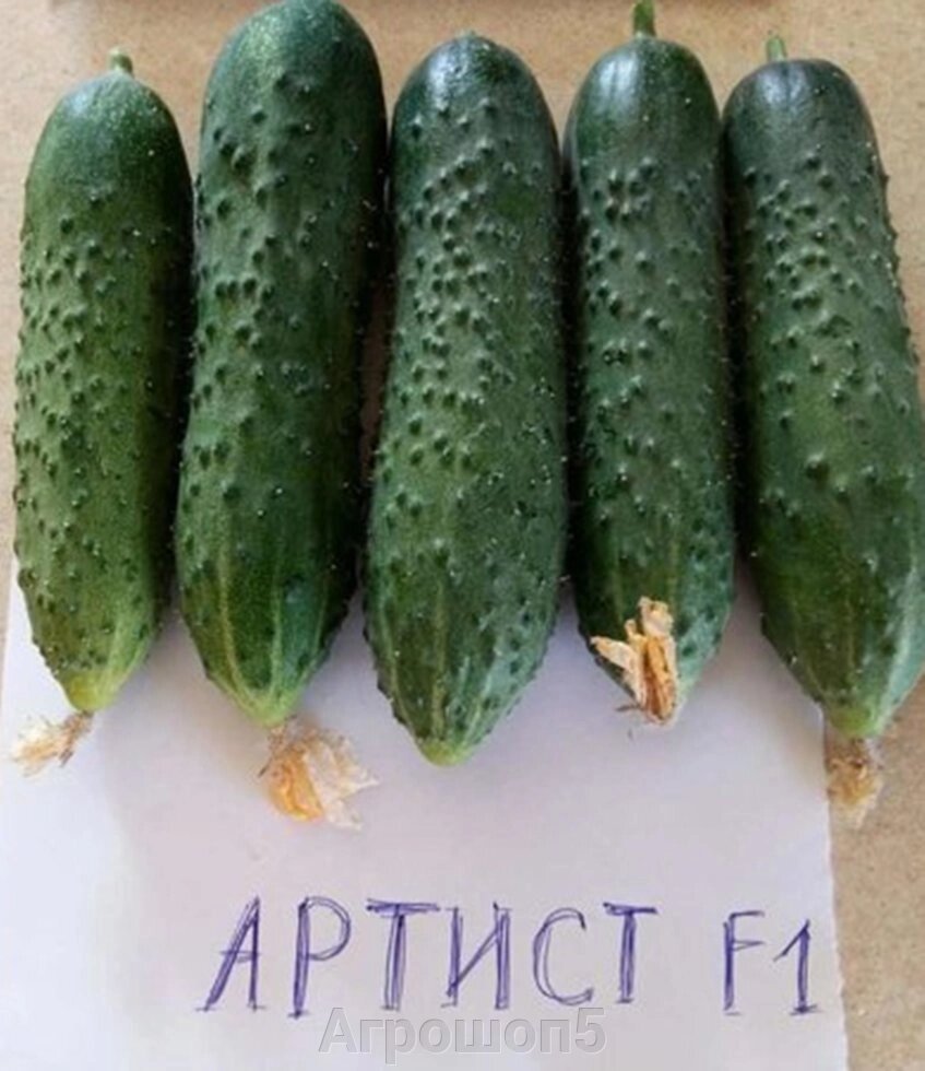 Огурец Артист F1. 250 семян. Ранний пучковый урожайный партенокарпический гибрид огурца для теплиц от компании Агрошоп5 - фото 1