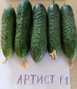 Огурец Артист F1. 50 семян. Ранний пучковый урожайный партенокарпический гибрид огурца для теплиц