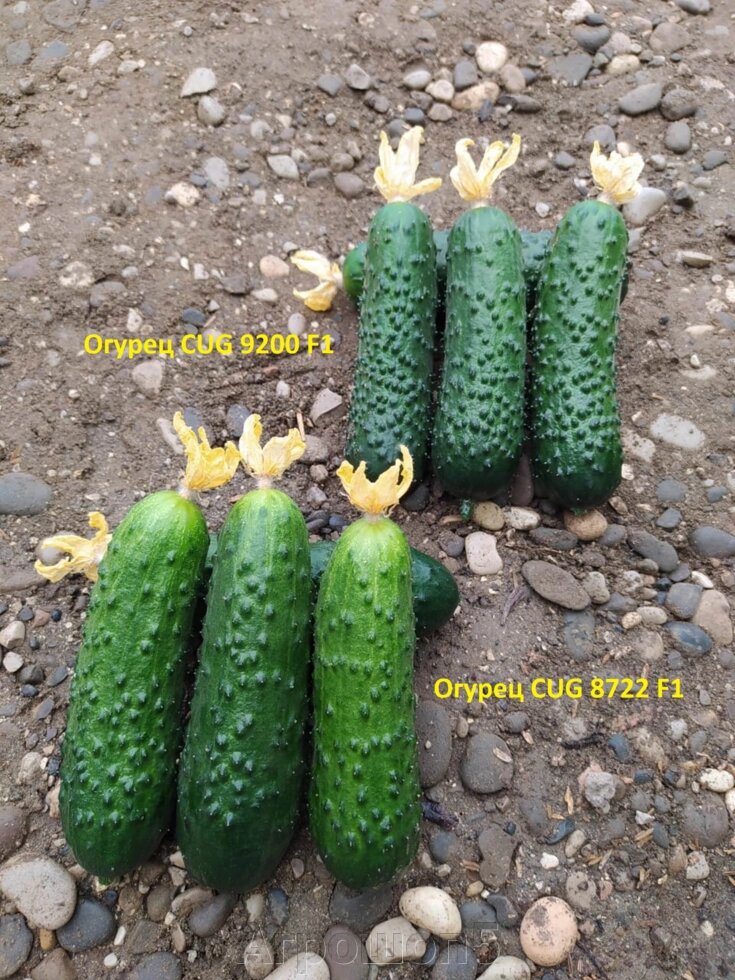 Огурец CUG 8722 | Актив F1. 50 семян. GreenTime. Урожайный ранний товарный огурец для первого оборота в ЗГ от компании Агрошоп5 - фото 1
