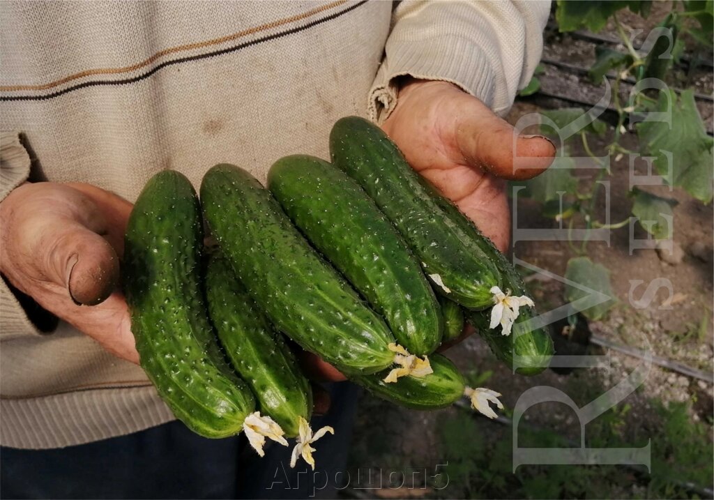 Огурец Ирбис F1. 1000 семян. River Seeds. Среднеспелый партенокарпик с пучковой завязью в ОГ. Крупнобугорчатый огурец от компании Агрошоп5 - фото 1