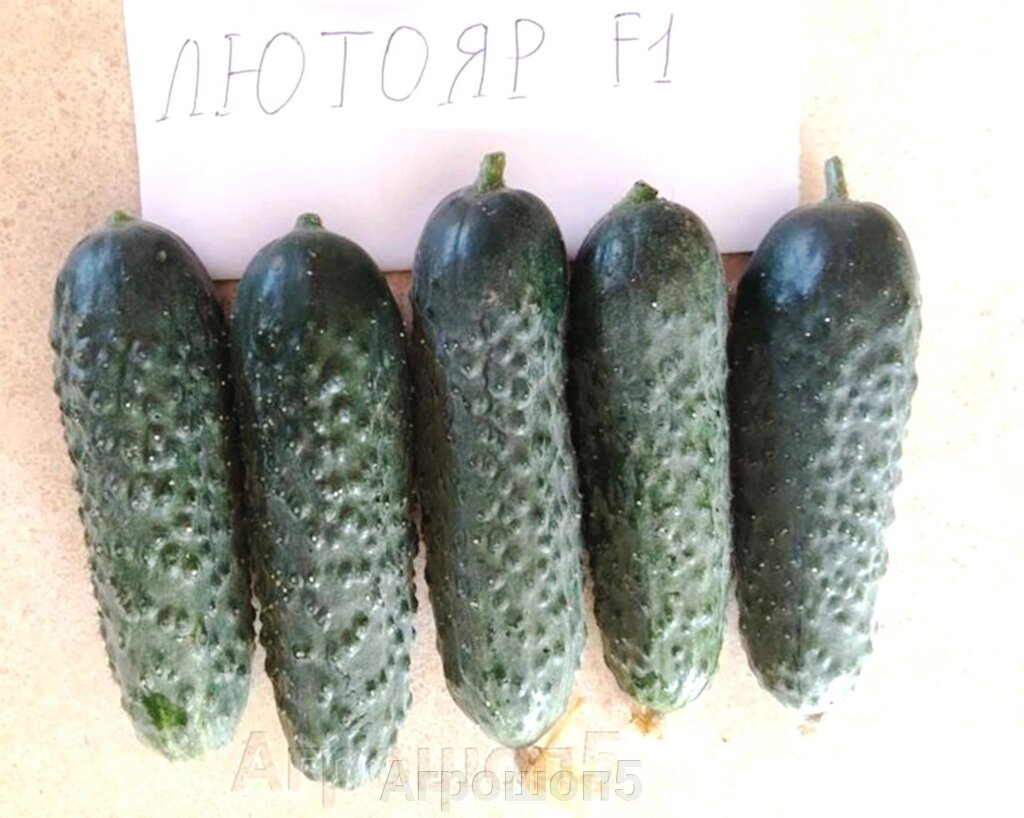 Огурец Лютояр F1. 10 семян. Yuksel. Ранний урожайный высокотоварный партенокарпик для теплиц от компании Агрошоп5 - фото 1