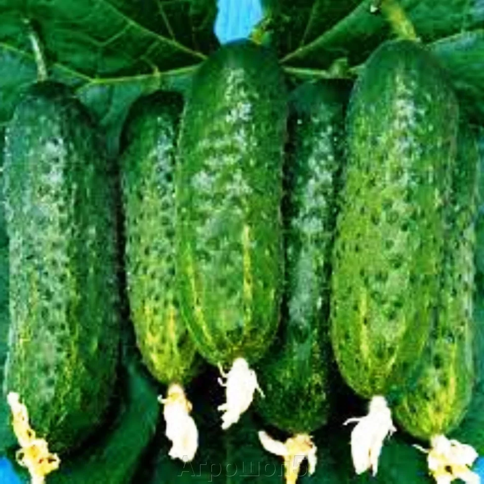 Огурец Аякс Семена Купить