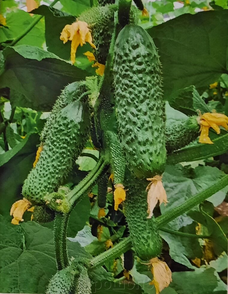 Огурец Шарж (CUG 12468) F1. 250 семян. GreenTime. Ранний высокоурожайный всесезонный огурец для теплиц от компании Агрошоп5 - фото 1