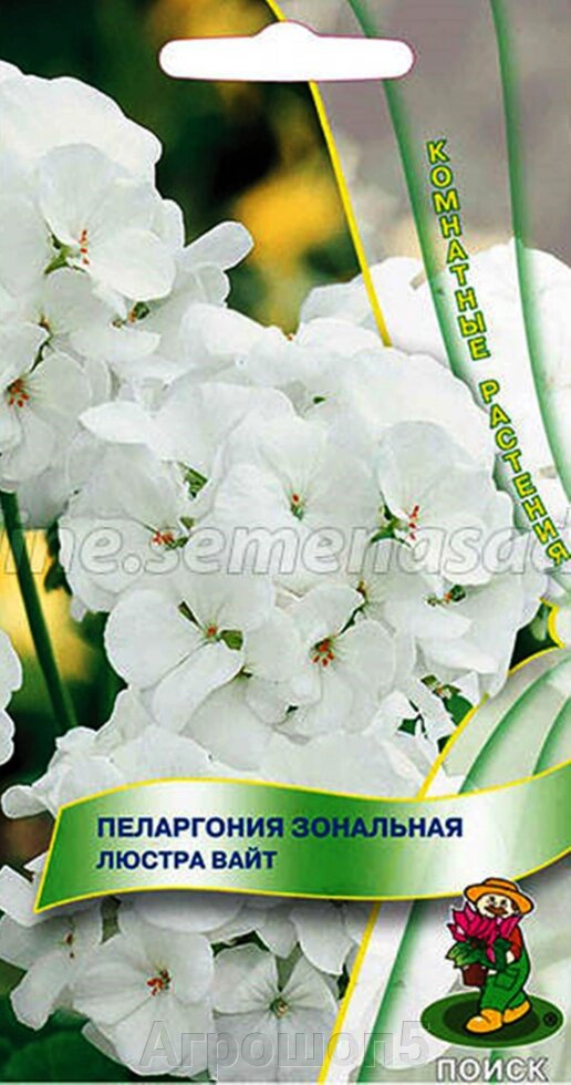 Пеларгония зональная Люстра Вайт. 5 семян. Поиск. Великолепная компактная форма. Цветы диаметром до 2,5 см, белые от компании Агрошоп5 - фото 1