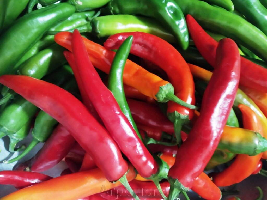 Сорт горького перца толстяк. Красный бык нк f1 перец. Горький перец сорт аджика. Перец кайенский сорта перца. Перец острый крупный.