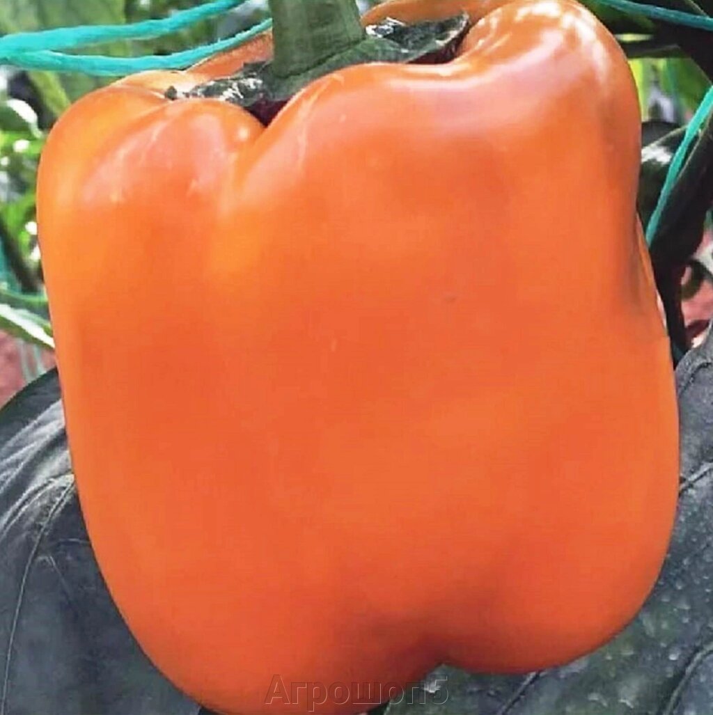 Перец Сенека F1. 50 семян. Турция. Сладкий оранжевый кубовидный перец. Созревание среднераннее от компании Агрошоп5 - фото 1