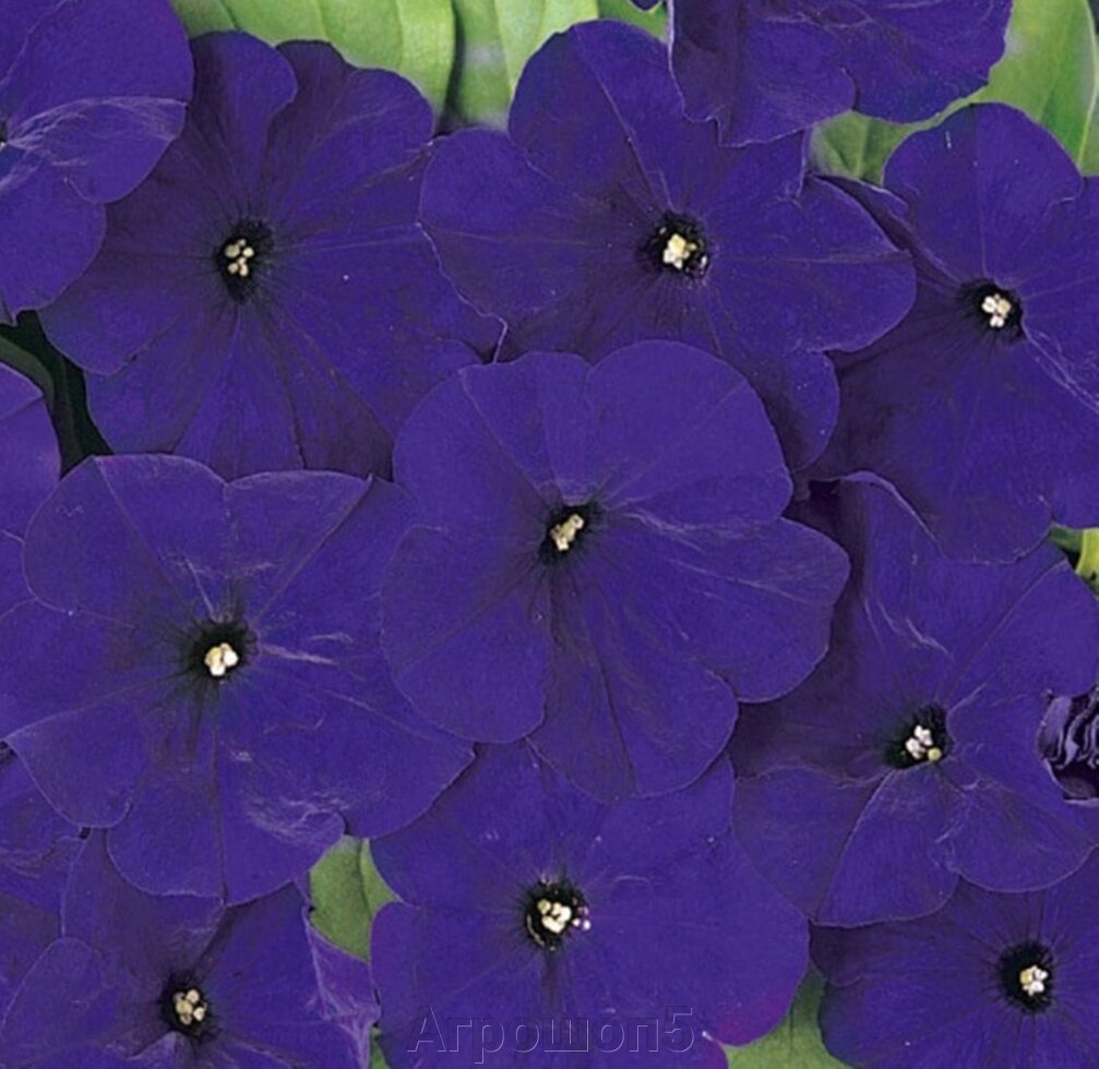 Петуния Карпет Блу F1. 100 семян. Elite Seed. Петуния синяя многоцветковая для создания цветочных ковров от компании Агрошоп5 - фото 1