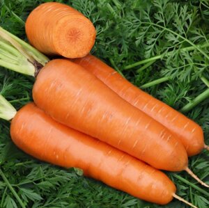 Морковь Ред Кор. 500 тыс. семян. Vilmorin. Ранняя морковь сортотипа Курода. Срок созревания ~ 80–85 дней