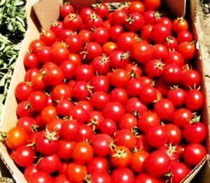 Томат Стромболино F1. 50 семян. Unigen Seeds. Красноплодный детерминантный круглый черри-томат 12-18 грамм