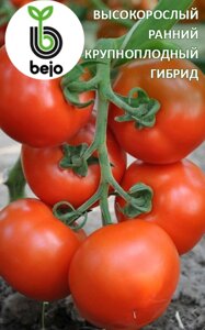 Томат Тобольск F1. 5 семян. Bejo. Красноплодный очень ранний индетерминантный гибрид томата для теплиц. Фасовка
