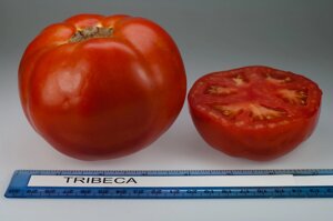 Томат Трибека F1. 1000 семян. Vilmorin. Красноплодный округлый томат 200-230 г. Детерминантный томат для ОГ