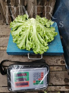 Салат Риччини. 250 драже. River Seeds. Зеленый листовой салат. Храниться и транспортируется без потери качества