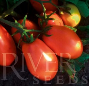 Томат Гранд Калифорния F1. 50 семян. River Seeds. Красноплодная сливка 130 г. Ранний урожайный томат для ОГ