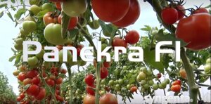 Томат Панекра F1. 50 семян. Ранний красный крупноплодный гибрид высокорослого томата для теплиц